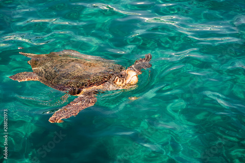 sea, turtle, water, ocean, underwater, animal, blue, fish, swimming, nature, diving, marine, reptile, swim, coral, scuba, wildlife, tropical, green, pool, sea turtle, mammal