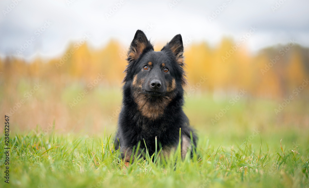 Dog breed Hod dog, Bohemian shepherd, autumn lies in the grass behind the trees and colors of autumn