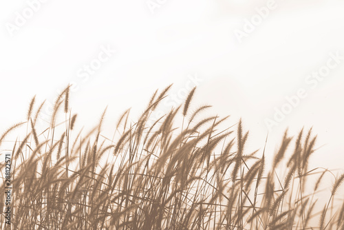 grass flowers on white background