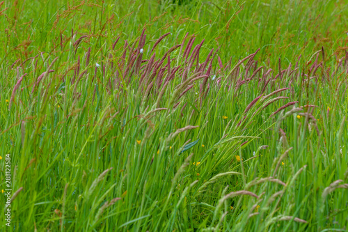 Green field, sweet vernal grass (Anthoxanthum odoratum) Background.