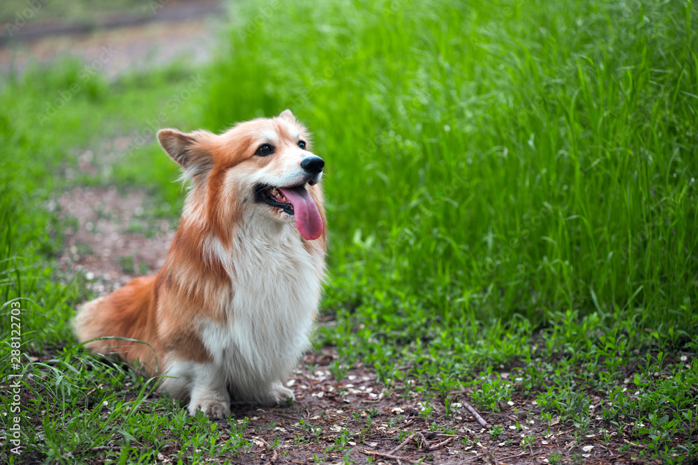 corgi fluffy portrait