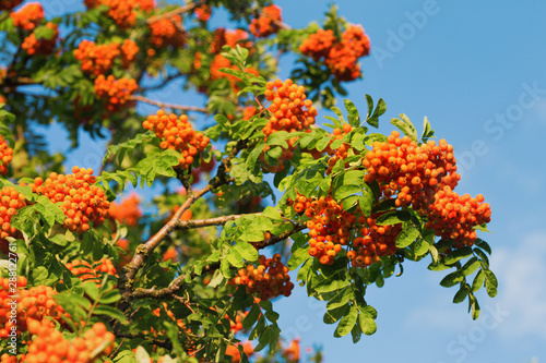 mountain ash at sunset - wallpaper photo