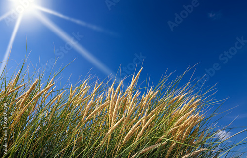 dune grass with a blue sky