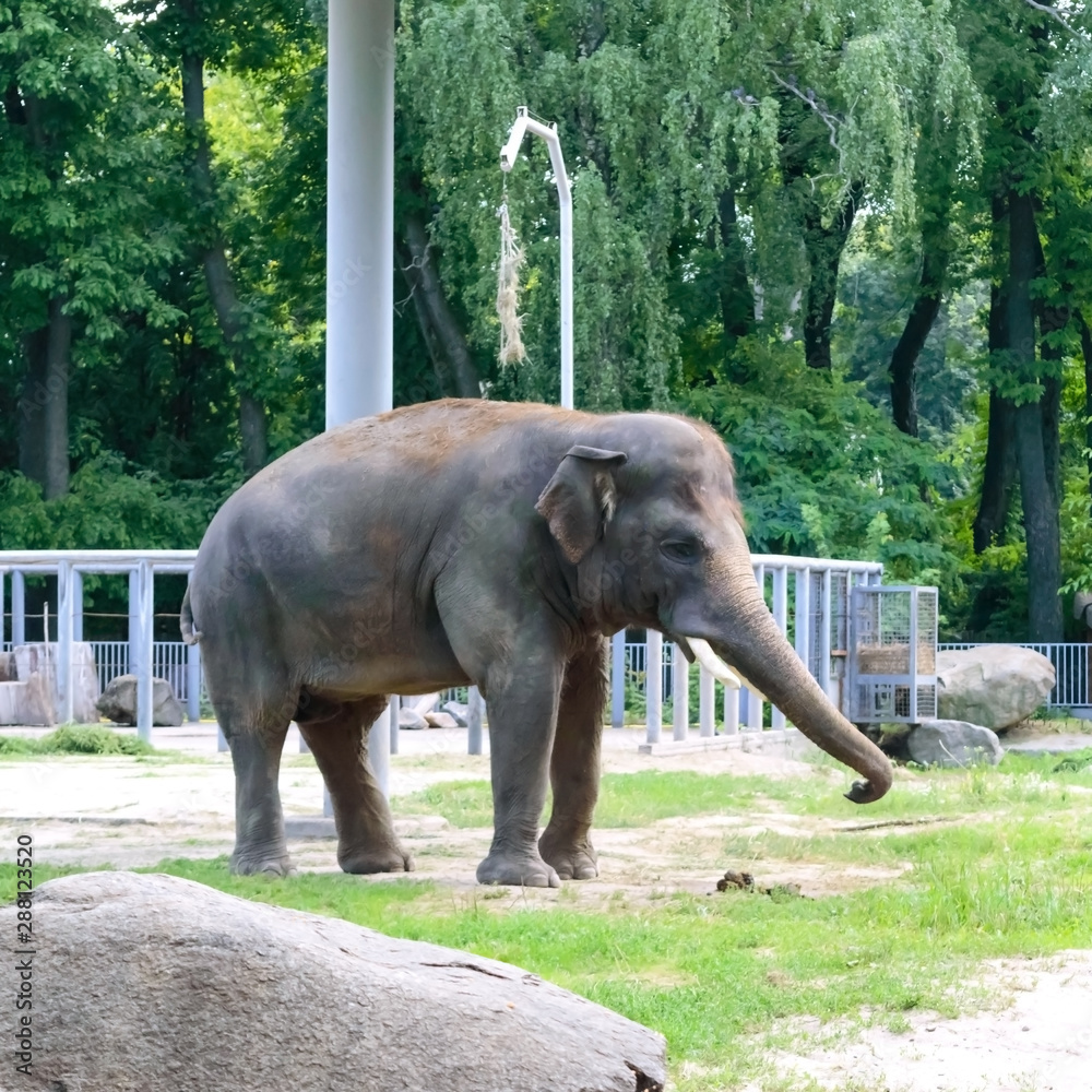Young Asian elephant walks in a zoo. Large mammal animal in the national park.