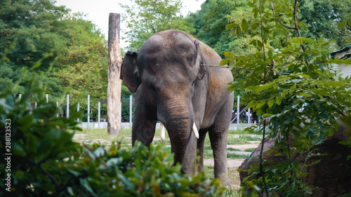 Young Asian elephant walks in a zoo. Large mammal animal in the national park. Elephant peeping out of the bushes