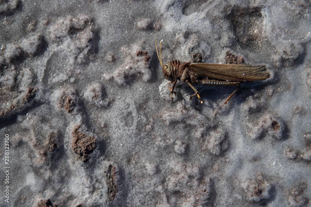 Obraz premium Salzkristalle an einem Salzsee (Salar), Details
