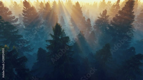 Flight over pine forest against beautiful sunrise, 4k photo
