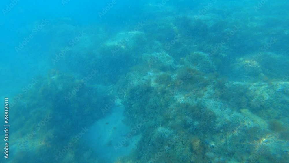 4k underwater diving view of rocky algae covered floor with sun reflected on them