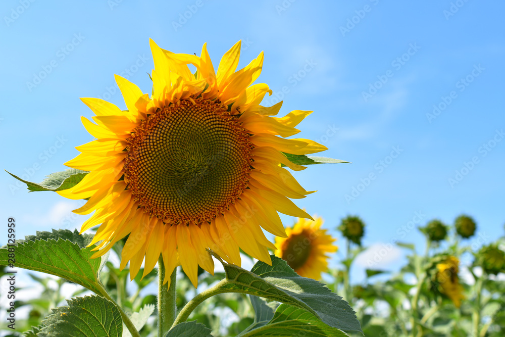 sunflower in a field on a background of sky, macro sunflower in a field on a background of sky, macro