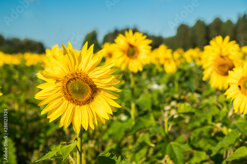 Field of blooming sunflowers on a background of blue sky