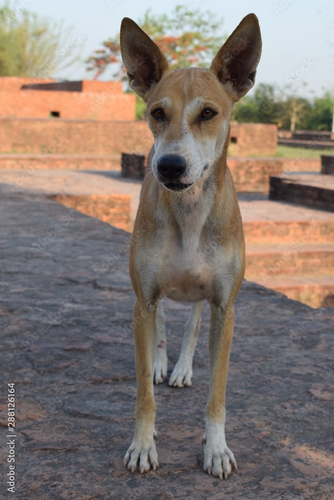 The indigenous village dog of the Indian,Indian pariah dog