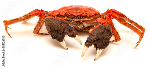 Cooked Chinese hairy crab isolated on white