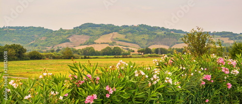 Tuscan landscape with hills and flowers