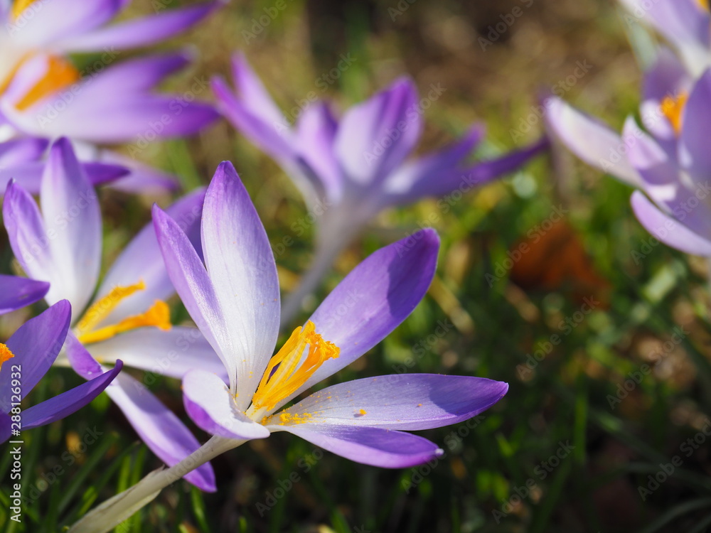 Purple and white crocus flowers with yellow and orange pollen in spring time