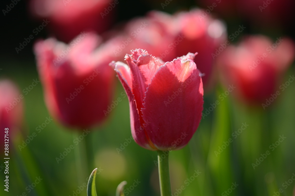 Pink tulip in a field with backlighting and visible depth of field. Soft focus, bokeh and sunlight Pink tulip in a field with backlighting and visible depth of field. Soft focus, bokeh and sunlight