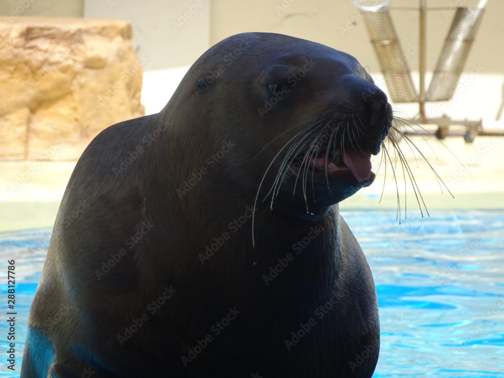 Naklejka premium トドの顔のアップ 写真