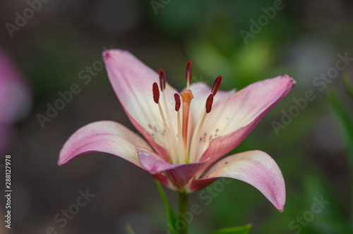 Blooming Lavendar Lily