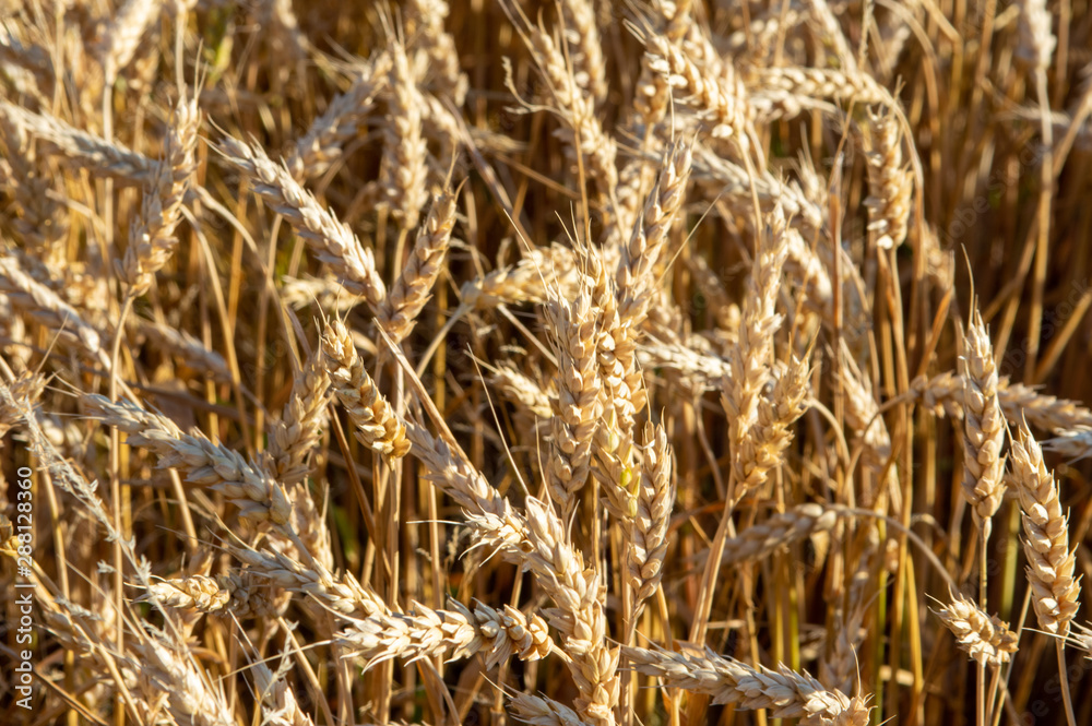 Fototapeta premium Field of Wheat
