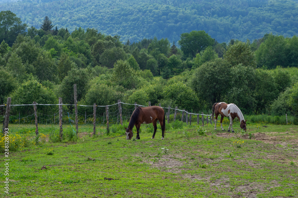 Horses Grazing in the Pasture