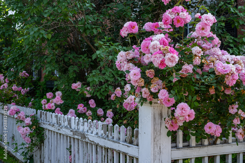 Picket Fence with Roses