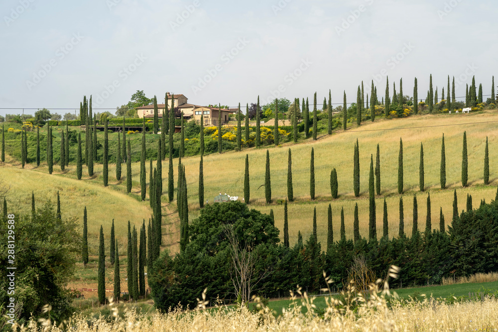 Obraz premium Summer landscape in the Chianti region at summer