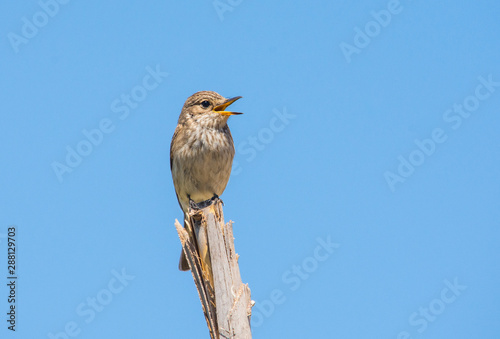 Spotted flycatcher (Muscicapa striata) calling, perched on a branch. Andalusia, Spain.