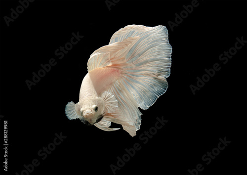 white and red fighting fish © tearsze