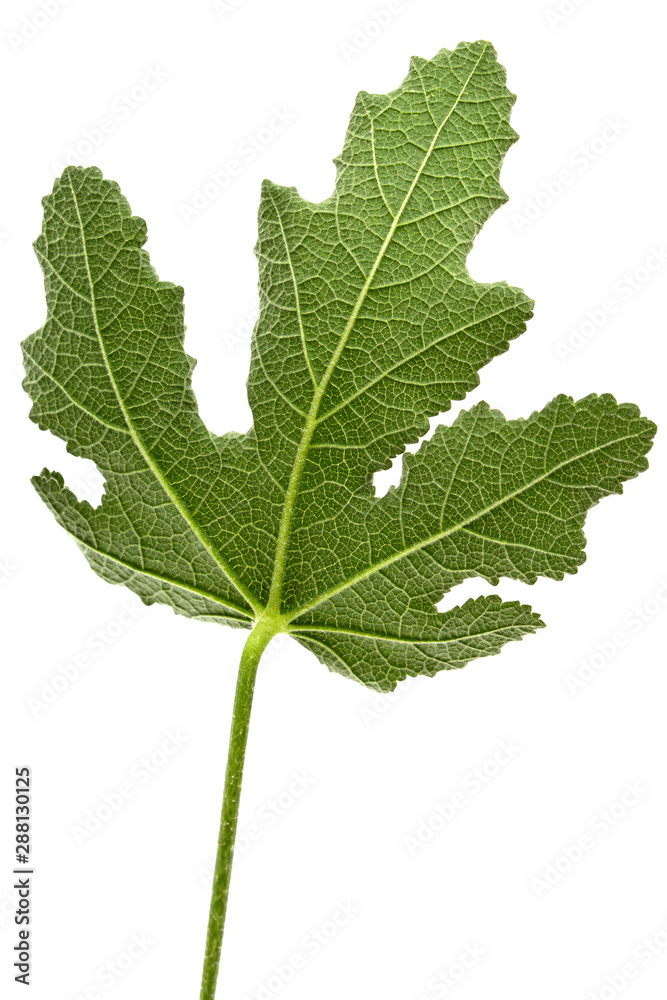 Green leaf of mallow, isolated on white background Green leaf of mallow, isolated on white background