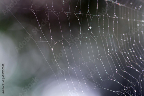 Spider web with droplets of dew