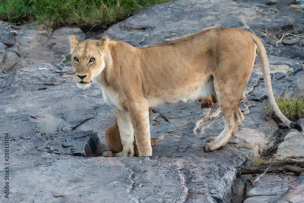 Naklejka premium the graceful lioness