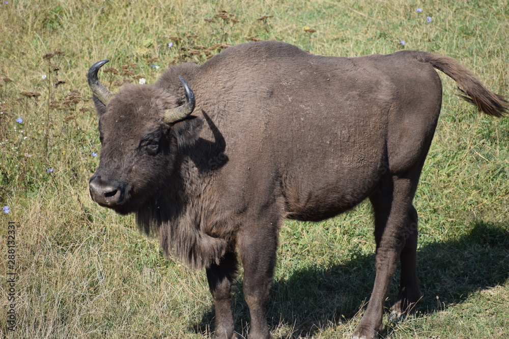 european bison european bison