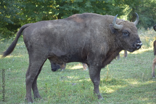 european bison
