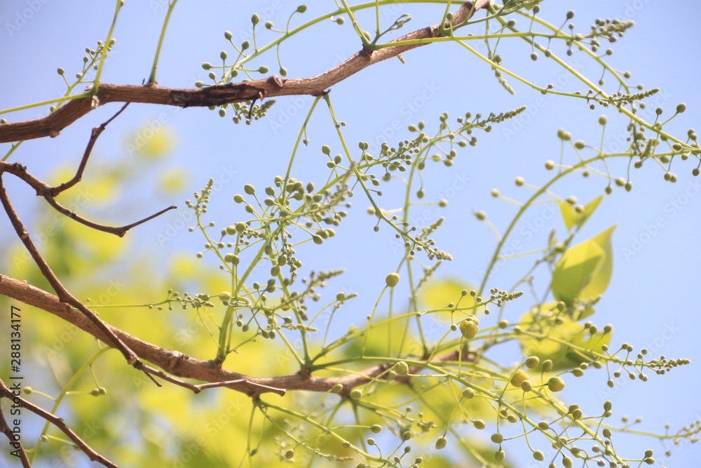 Thailand flowers, Cassia fistula,Golden shower Thailand flowers, Cassia fistula,Golden shower