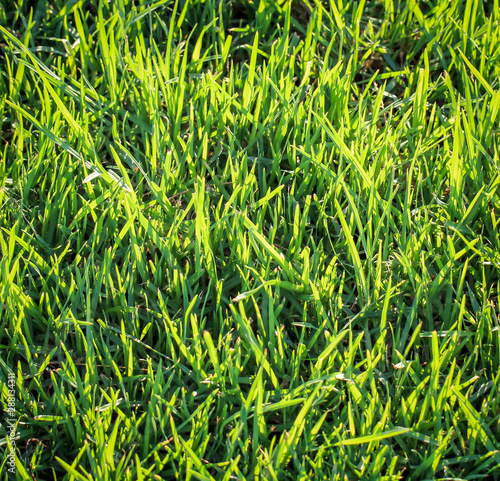 Gras, Grastextur, Gräser im Sonnenlicht