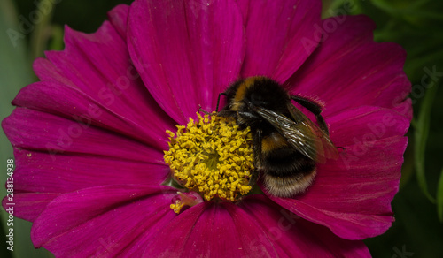 Buff-tailed Bumblebee (Bombus terrestris) on pink cosmos photo