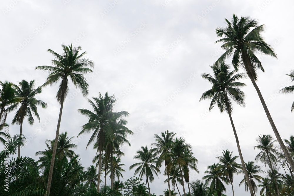 Tree background. Coconut tree background. Tree background. Coconut tree background.