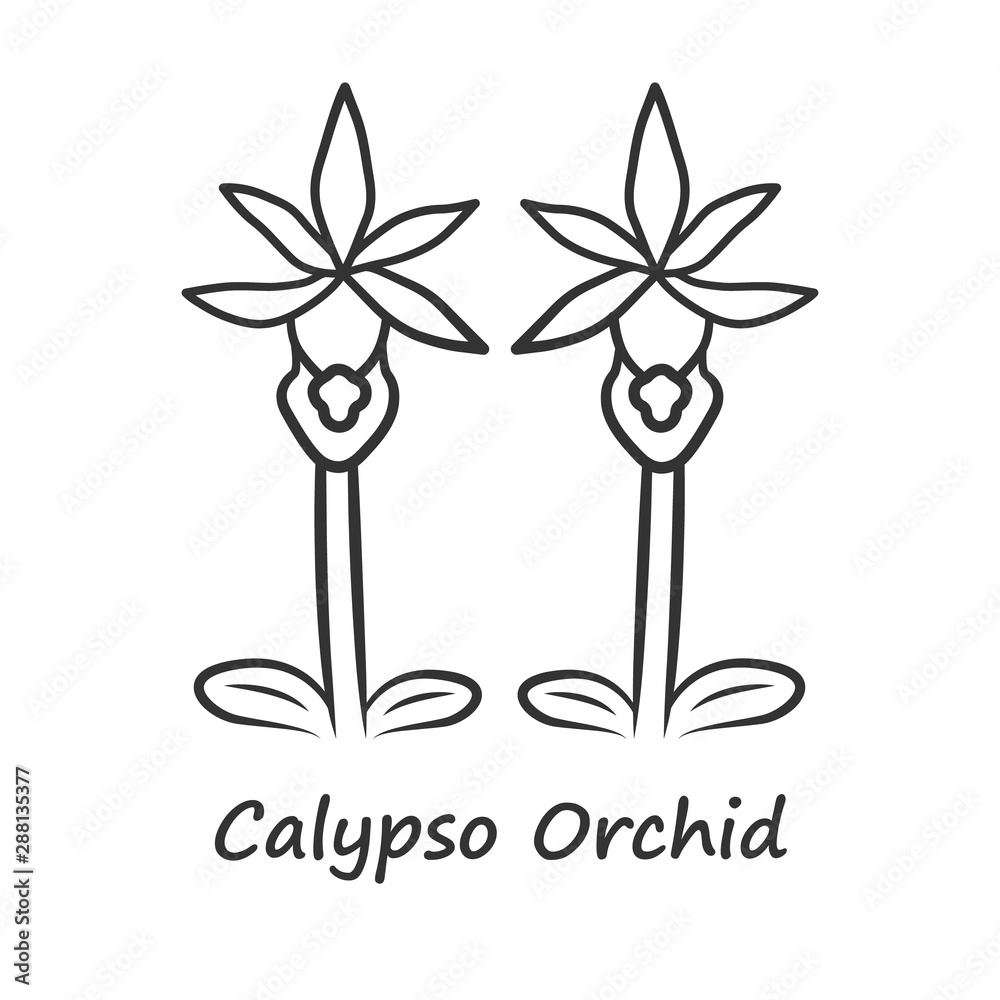 Calypso Drawing