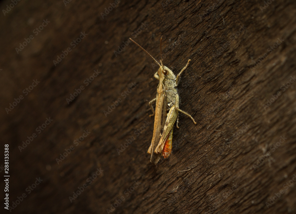 Field Grasshopper (Chorthippus brunneus) grasshopper Field Grasshopper (Chorthippus brunneus) grasshopper