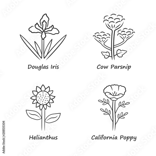 Wild flowers linear icons set. Douglas iris, cow parsnip, helianthus, california poppy. Blooming wildflowers, weed. Field, meadow plants. Thin line contour symbols. Isolated outline illustrations