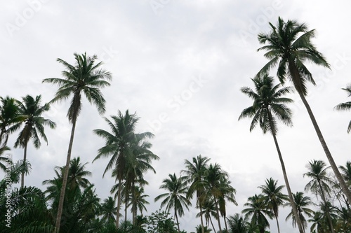 Tree background. Coconut tree background.