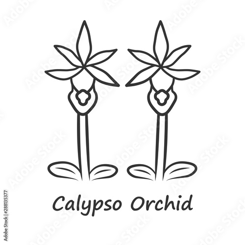 Slika na platnu Calypso orchid linear icon