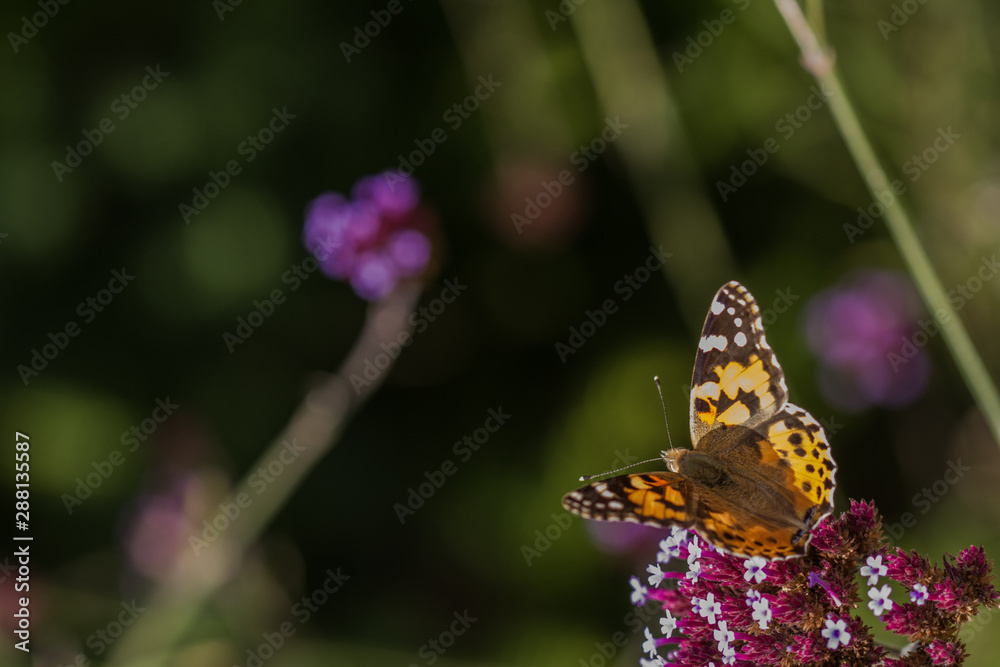 Naklejka premium Painted Lady (Vanessa cardui) butterfly 