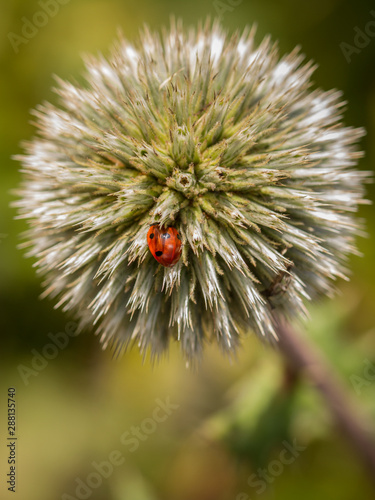 'spots on spikes'- 7 spot Ladybird on echinops