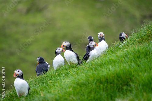 Many cute Atlantic Puffin (Fratercula arctica) are nesting in Mykines island, Faroe Islands.