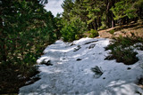 Snow Trail Pinetrees in Lozoya Madrid