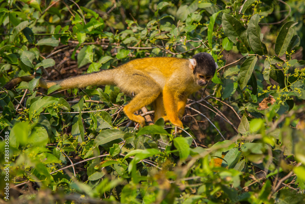 The mono amarillo chichi monkey The mono amarillo chichi monkey