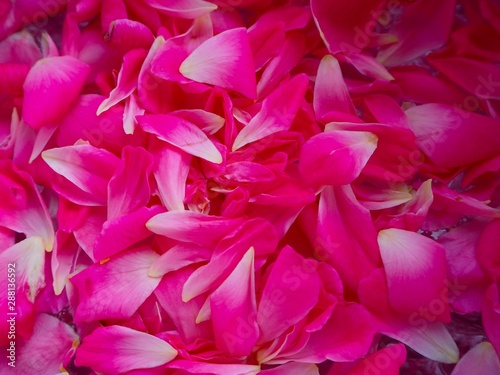 Pink rose petals floating. Pink rose petals floating in the bowl. Songkran Day. © Sodamika