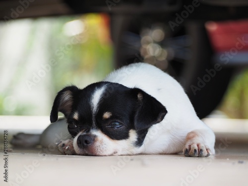 Chihuahua dogs that are black and white. Dogs are lying under the car.