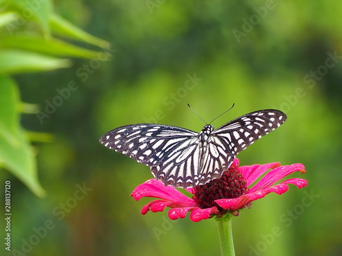 butterfly found in South Asia and Southeast Asia. Spicebush Swallowtail Butterfly.
