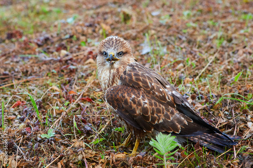 Close-up portrait of a bird of prey nestling in its natural habitat - in the wild, sitting in a meadow.